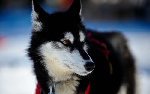dogs2_0444.jpg