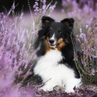 dogs2_0445