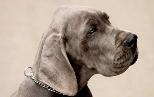dogs2_0446.jpg
