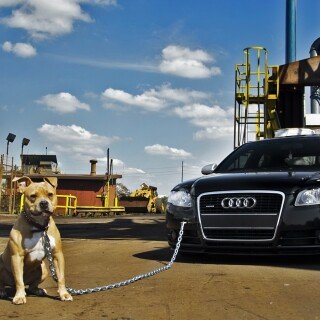dogs2_0447