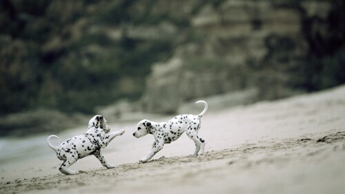 dogs2_0453.jpg