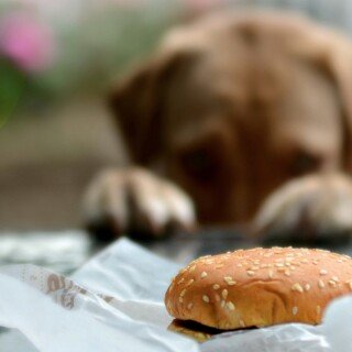 dogs2_0454