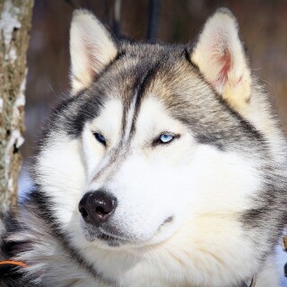 dogs2_0458