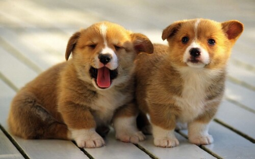 dogs2_0461.jpg