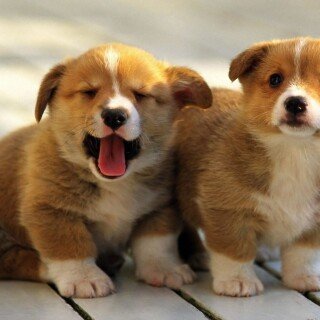 dogs2_0461