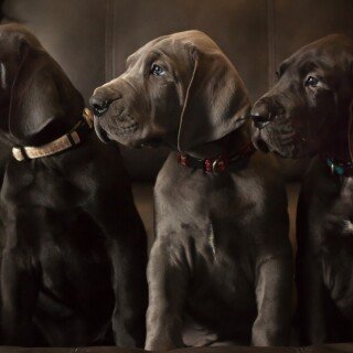 dogs2_0462
