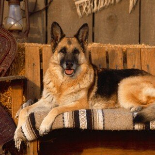 dogs2_0463