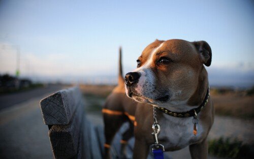 dogs2_0464.jpg