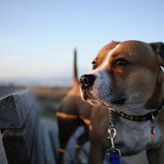 dogs2_0464