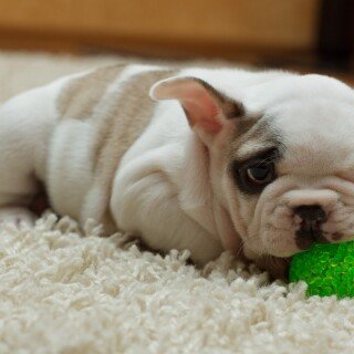 dogs2_0465
