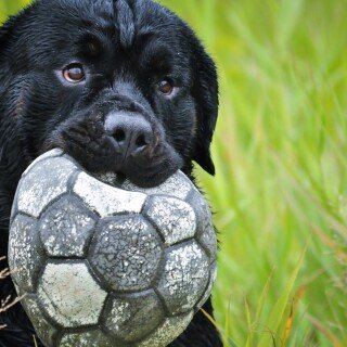 dogs2_0466