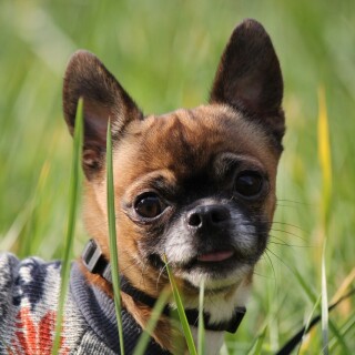 dogs2_0467