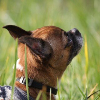 dogs2_0475