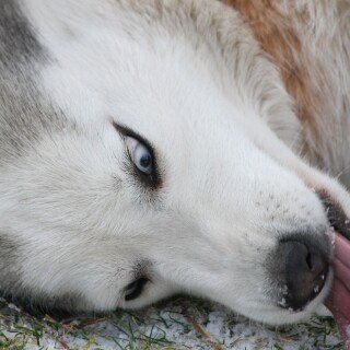 dogs2_0478