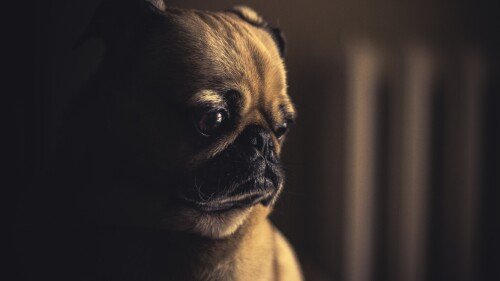 dogs2_0481.jpg