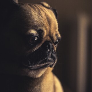 dogs2_0481