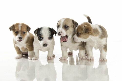 dogs2 0482