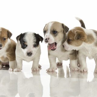 dogs2_0482