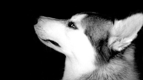 dogs2_0484.jpg