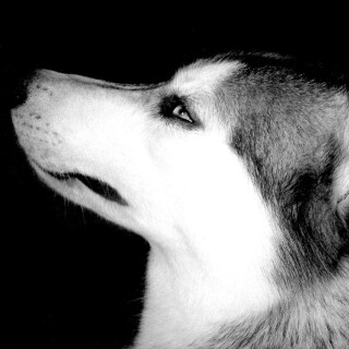 dogs2_0484