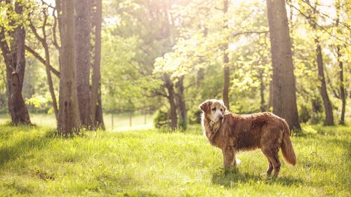 dogs2_0491.jpg