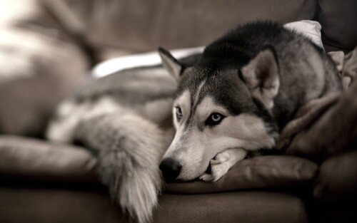 dogs2 0497