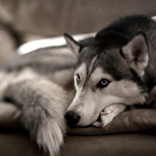 dogs2_0497