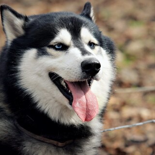 dogs2_0502