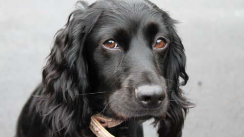 dogs2_0503.jpg