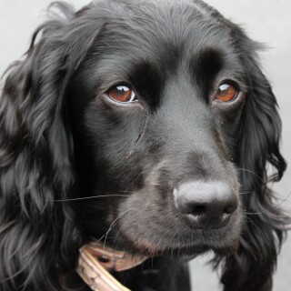 dogs2_0503