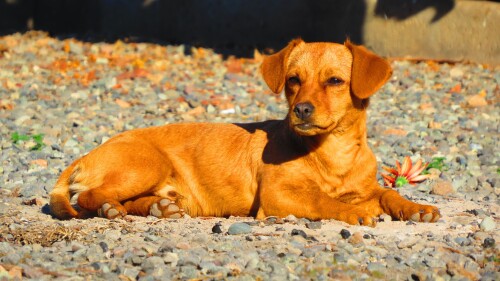dogs2_0526.jpg
