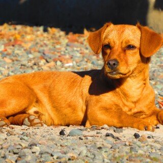 dogs2_0526