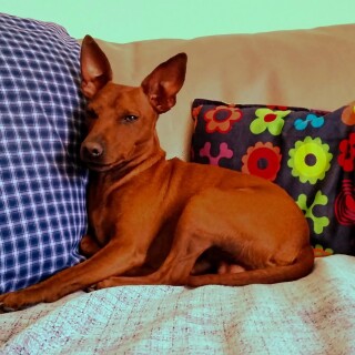 dogs2_0527