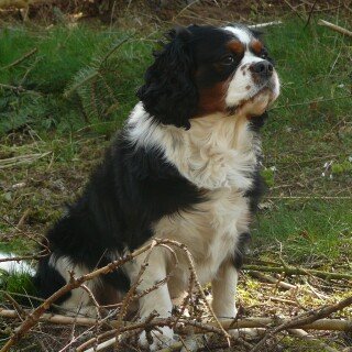 dogs2_0528