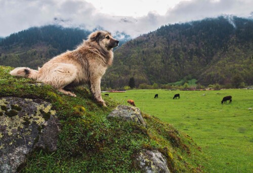 dogs2 0529
