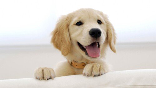 dogs2_0532.jpg