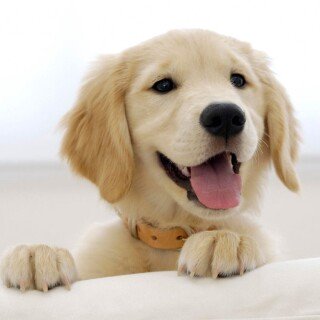 dogs2_0532