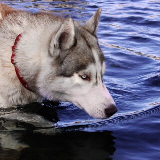dogs2_0546