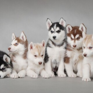 dogs2_0551