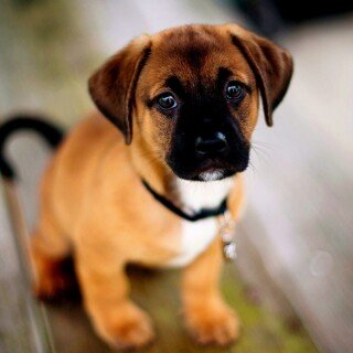 dogs2_0555