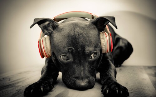 dogs2_0557.jpg