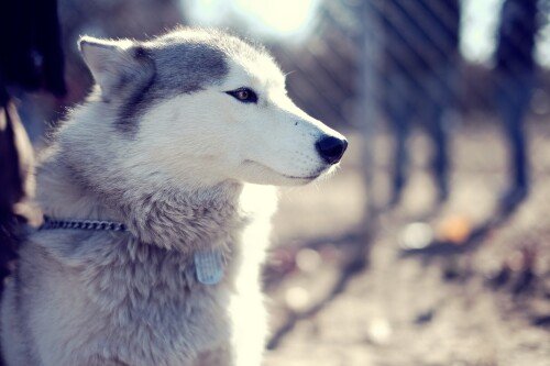 dogs2_0560.jpg