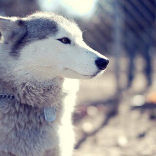 dogs2_0560