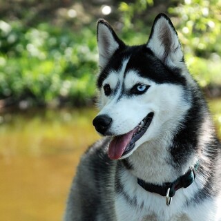 dogs2_0569