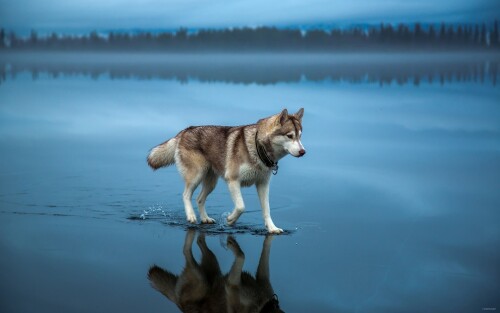 dogs2_0573.jpg