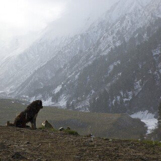 dogs2_0574