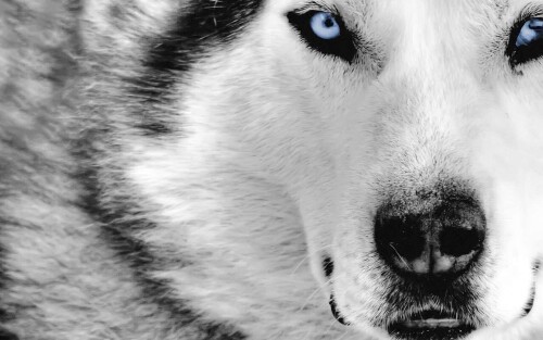 dogs2_0577.jpg
