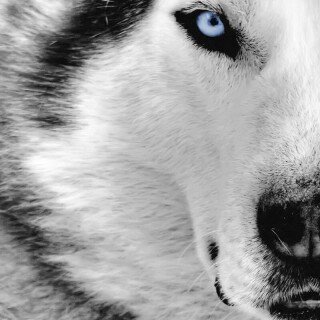 dogs2_0577