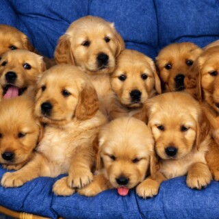 dogs2_0579