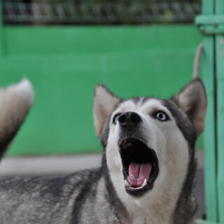 dogs2_0580
